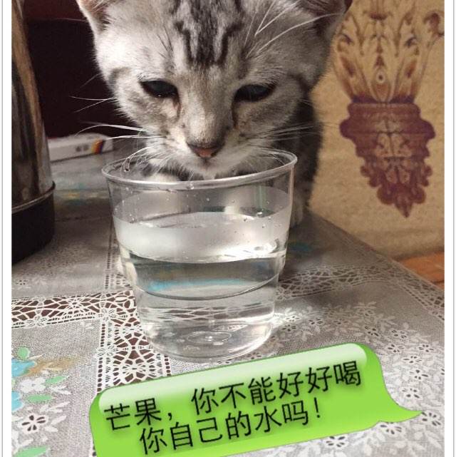 怎么买日本同志社大学文凭毕业证